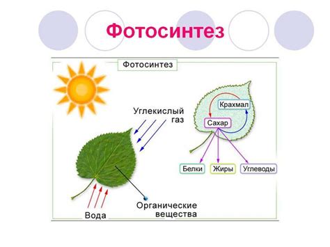 Климатические условия, необходимые для процветания брусники