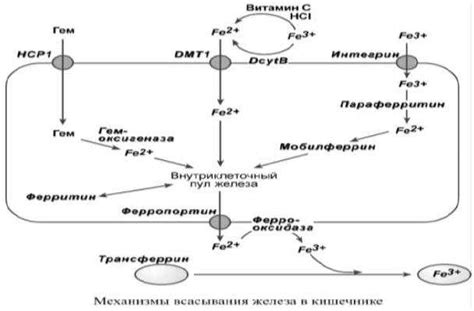 Ключевой компонент взаимодействий кислородного обмена: роль железа Fe(VI)