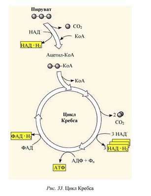 Ключевой фаза аэробного дыхания: цикл Кребса