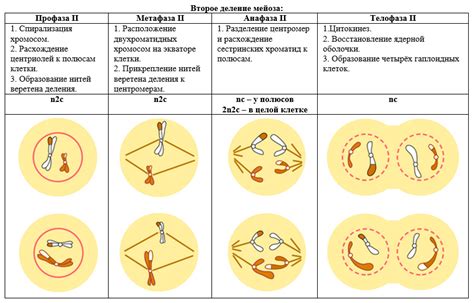 Ключевой этап размножения: значение мейоза для оживления живых существ