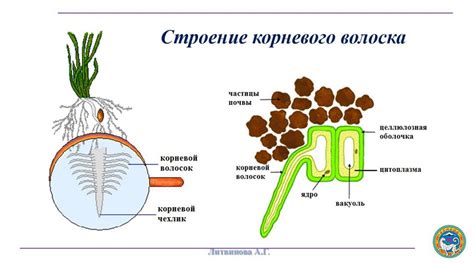 Ключевые аспекты расположения центральной структуры для передвижения воздуха у растений