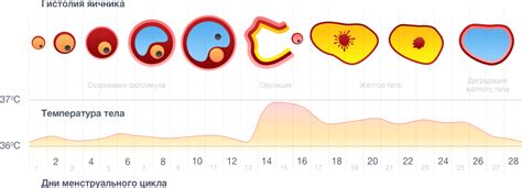 Когда и почему происходит овуляция?