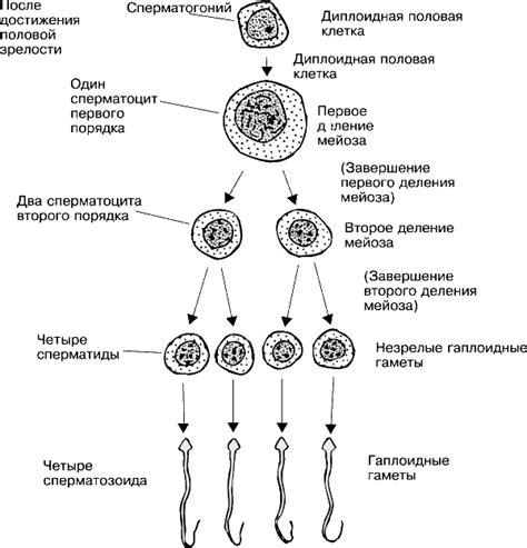 Когда начинается процесс образования ХГЧ?