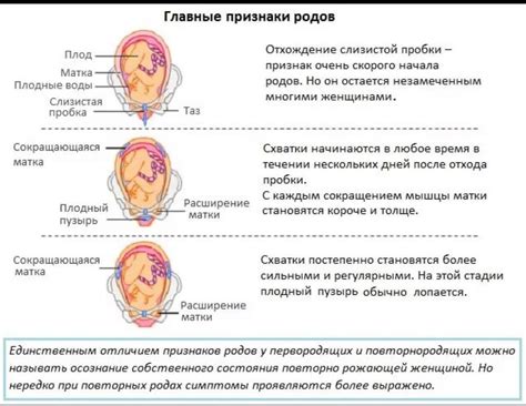 Когда начинаются родовые схватки