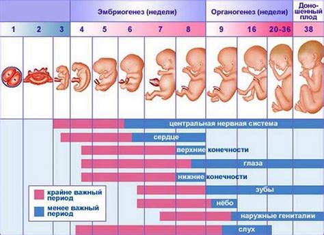 Когда ребенок начинает двигаться в животе матери: таблица по неделям