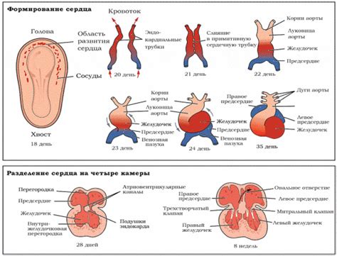 Когда слышно сердцебиение плода: основная информация