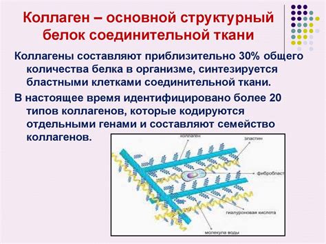 Коллаген: основной структурный белок соединительной ткани