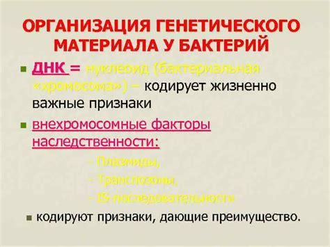 Компактность генетического материала у бактерий: уникальные особенности