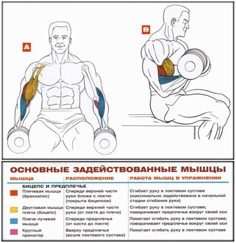 Комплексные тренировки для развития бицепса с гири весом 5 килограмм: стратегии совмещения силы и объема