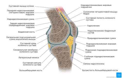 Компоненты и функции внутри коленной чашечки: устройство сложной структуры