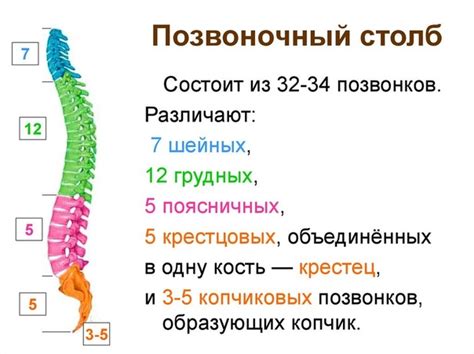 Конструкция позвоночного столба и его важная функция в размещении нервных клеток для движения