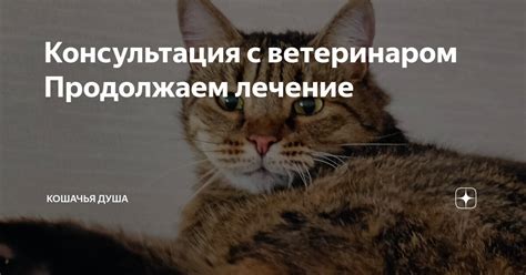 Консультация с ветеринаром: воздействие безсахарного настоя чая на организм наших пушистых друзей