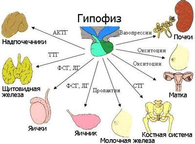 Контроль за выработкой гормонов передней и задней доли гипофиза