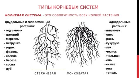 Корень растения "свекла": корректная произношение и ударение