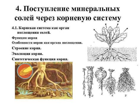 Корневая система: основной источник поглощения и сохранения питательных компонентов