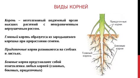 Корни растений и их влияние на газообмен