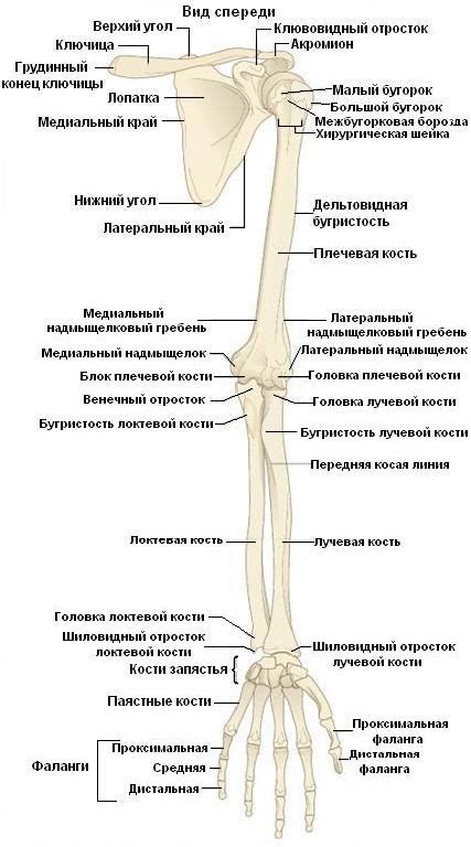 Костная анатомия верхней конечности у пернатых обитателей неба