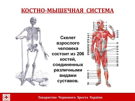 Костно-мышечная система: области, где нервные импульсы минимальны или отсутствуют