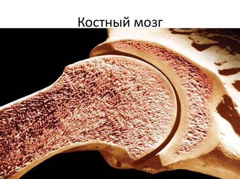 Костный мозг: его природа и ценность