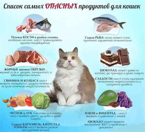 Котятам можно давать сырое мясо с 3 месяцев