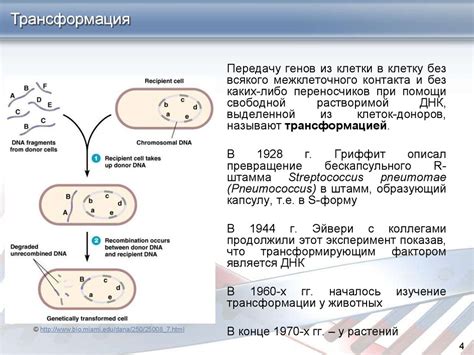 Краткий обзор эволюции генетической информации у микроорганизмов