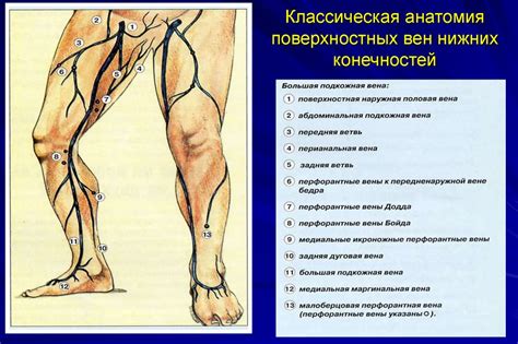 Кровообращение и нервная система на внутренней стороне верхней части бедра