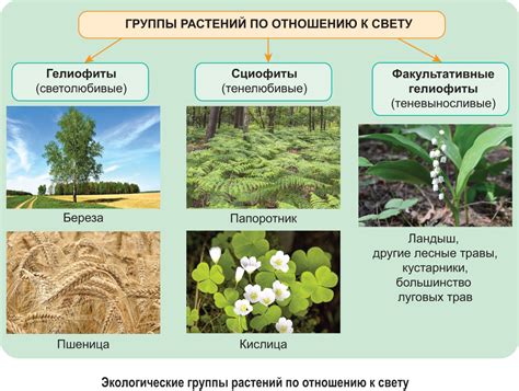 Кроны маленьких земляных обитателей: важность низших растений в экосистемах