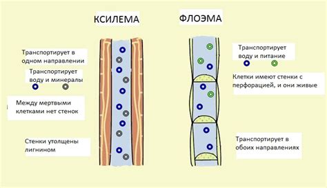 Ксилема и флоэма: важные составляющие транспортной системы растений