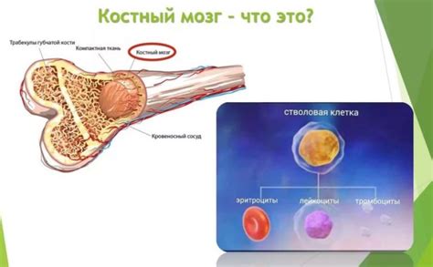 Кто может стать донором клеток костного вещества