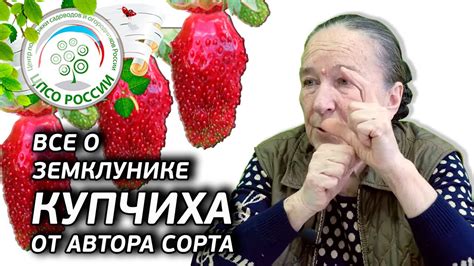 Купчиха: история происхождения и востребованность