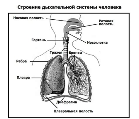 Легкие: неотъемлемая составляющая дыхательной системы