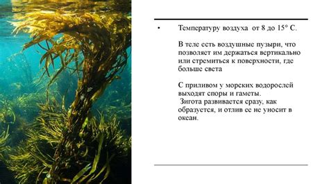 Ледяные и северные воды: приспособление зеленых водорослей к суровым условиям