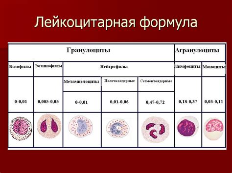 Лейкоцитарная формула при респираторных вирусных инфекциях: что она может рассказать