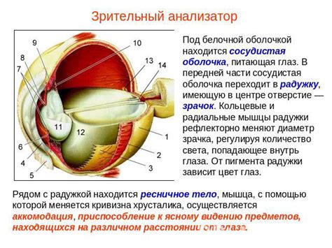 Ленящийся зрительный орган: понятие и методы выявления