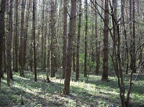 Лесопарк "Дубки": оазис зелени в городской суете