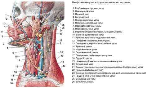 Лечение и профилактика воспалительных процессов лимфатических узлов в области лица