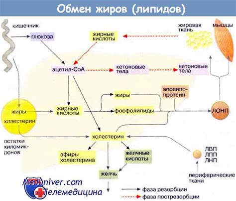 Лидеры производства источника жирных кислот в ключевых регионах РФ