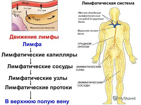 Лимфа: состав и транспортные функции