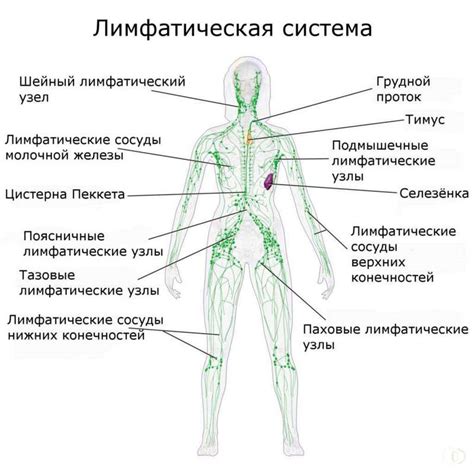 Лимфатические узлы: надежные стражи нашего организма