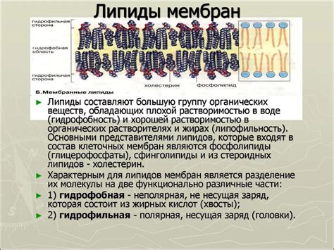 Липиды - важные строительные элементы клеточных оболочек