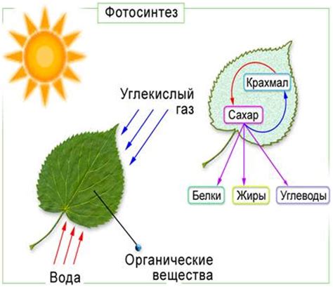 Листья растений: ключевое значение в процессе фотосинтеза