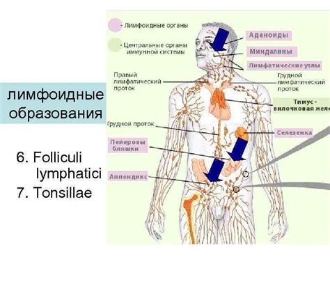 Лицевая область: ключевые узлы лимфатической системы и их важная функция