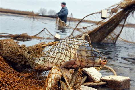 Ловля рыбы с берега или на лодке: как подобрать оптимальный способ