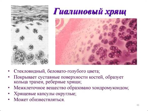 Локализация гиалинового хряща в суставах