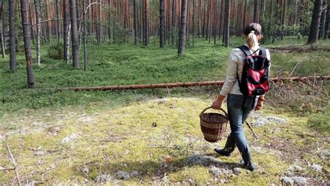 Локализация прекрасных районов, где можно найти вкусные грибы на природе в Кемеровском крае