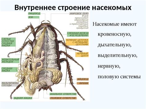 Локализация станции мотылька: обнаружение и использование