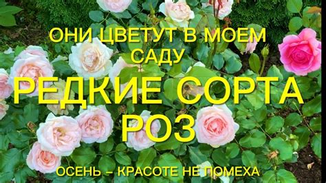 Лук и розы: верные соседи в саду