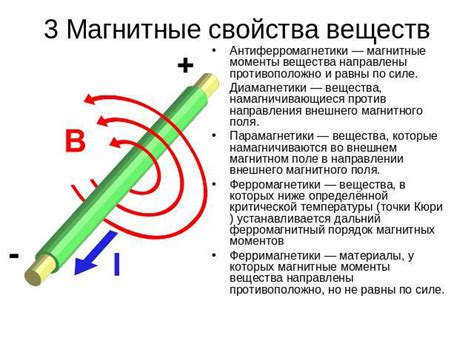 Магнитное поле и поведение медведей: что высказывает наука?