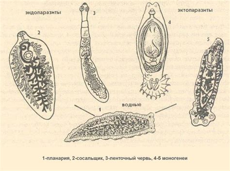 Медицинские аспекты: научное объяснение появления паразитов в снах у домашних животных