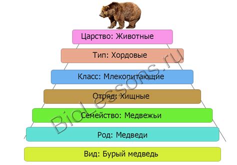 Международная система классификации редкого животного степными качествами